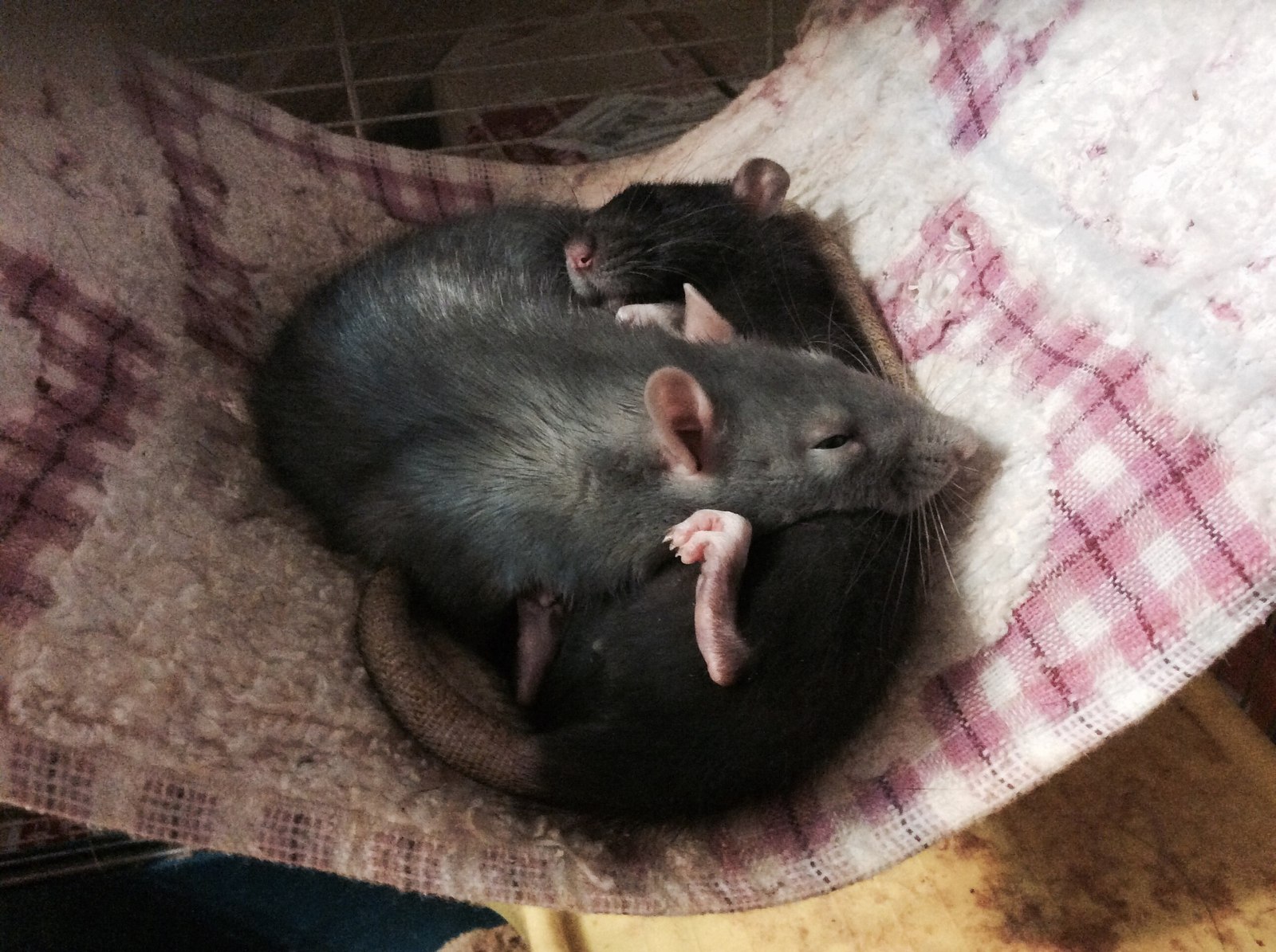 Comfortable pillow - My, Decorative rats, Upside down with your paws, Milota