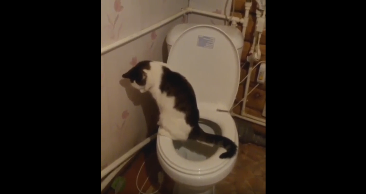 Trained a cat to go to the toilet on the toilet - cat, Toilet, Humor, Kitty, Video, Yakutia