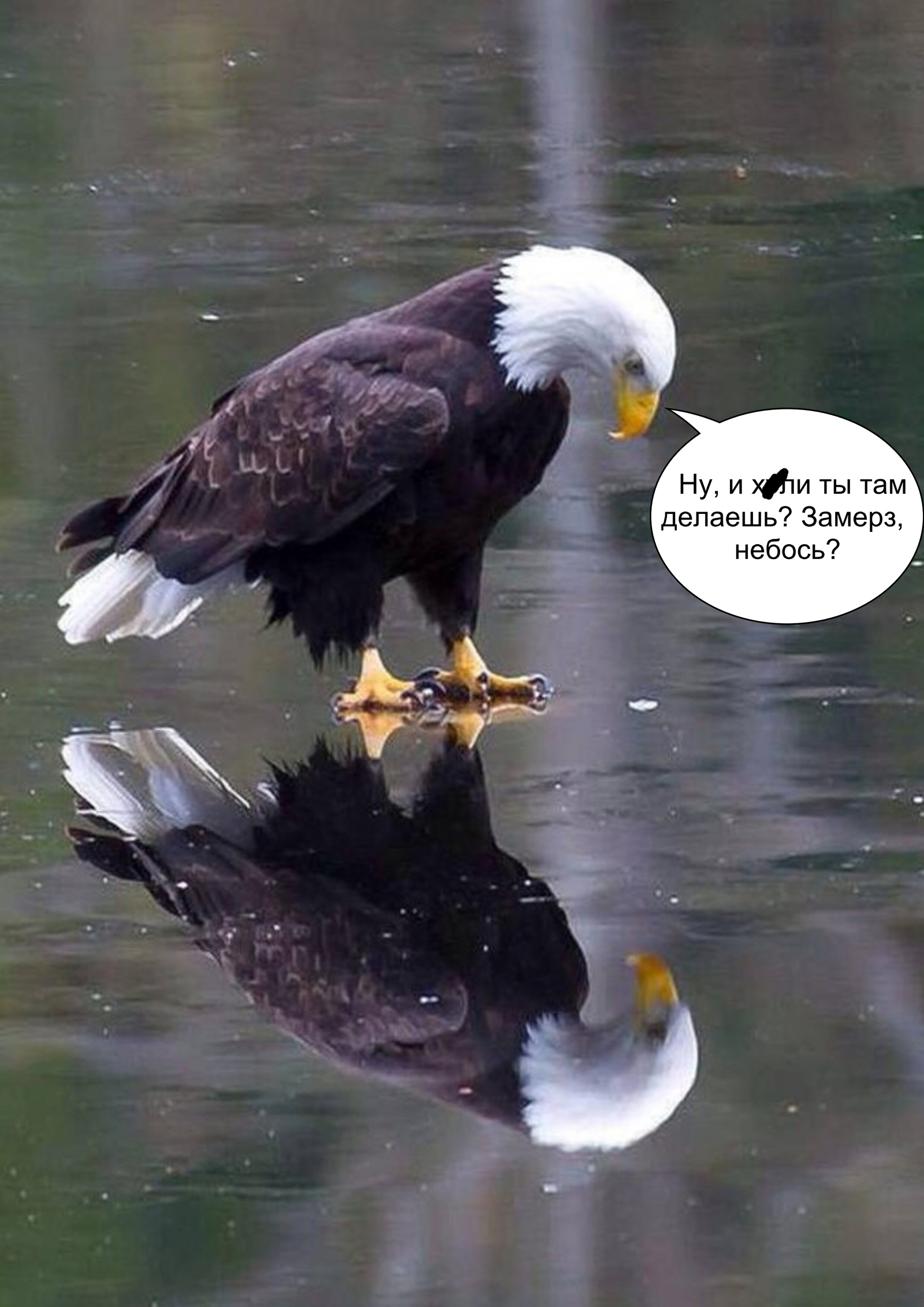 I liked the picture, sketched a comic) - My, Bald eagle, Winter, Ice