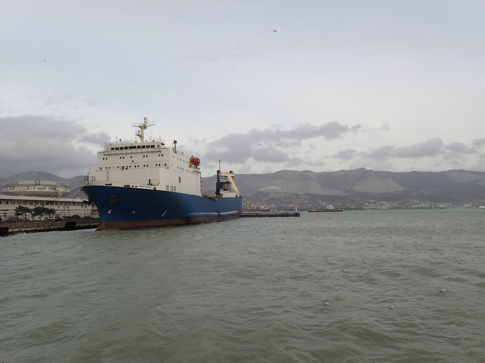 A bit of January Novorossiysk - My, Novorossiysk, January, Sea, Birds, Ship, Russia, Longpost