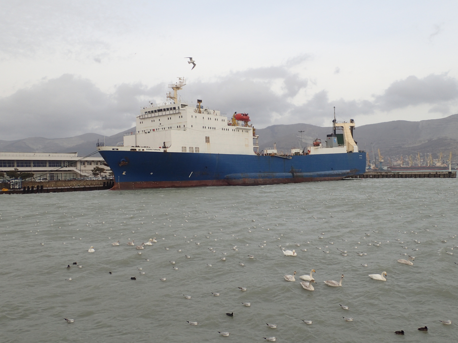 A bit of January Novorossiysk - My, Novorossiysk, January, Sea, Birds, Ship, Russia, Longpost