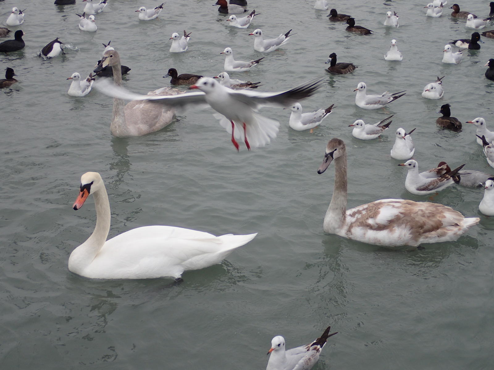 A bit of January Novorossiysk - My, Novorossiysk, January, Sea, Birds, Ship, Russia, Longpost