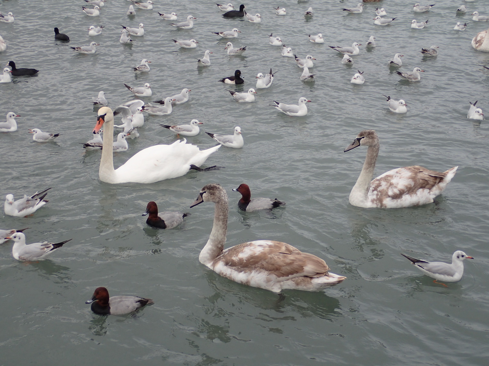 A bit of January Novorossiysk - My, Novorossiysk, January, Sea, Birds, Ship, Russia, Longpost