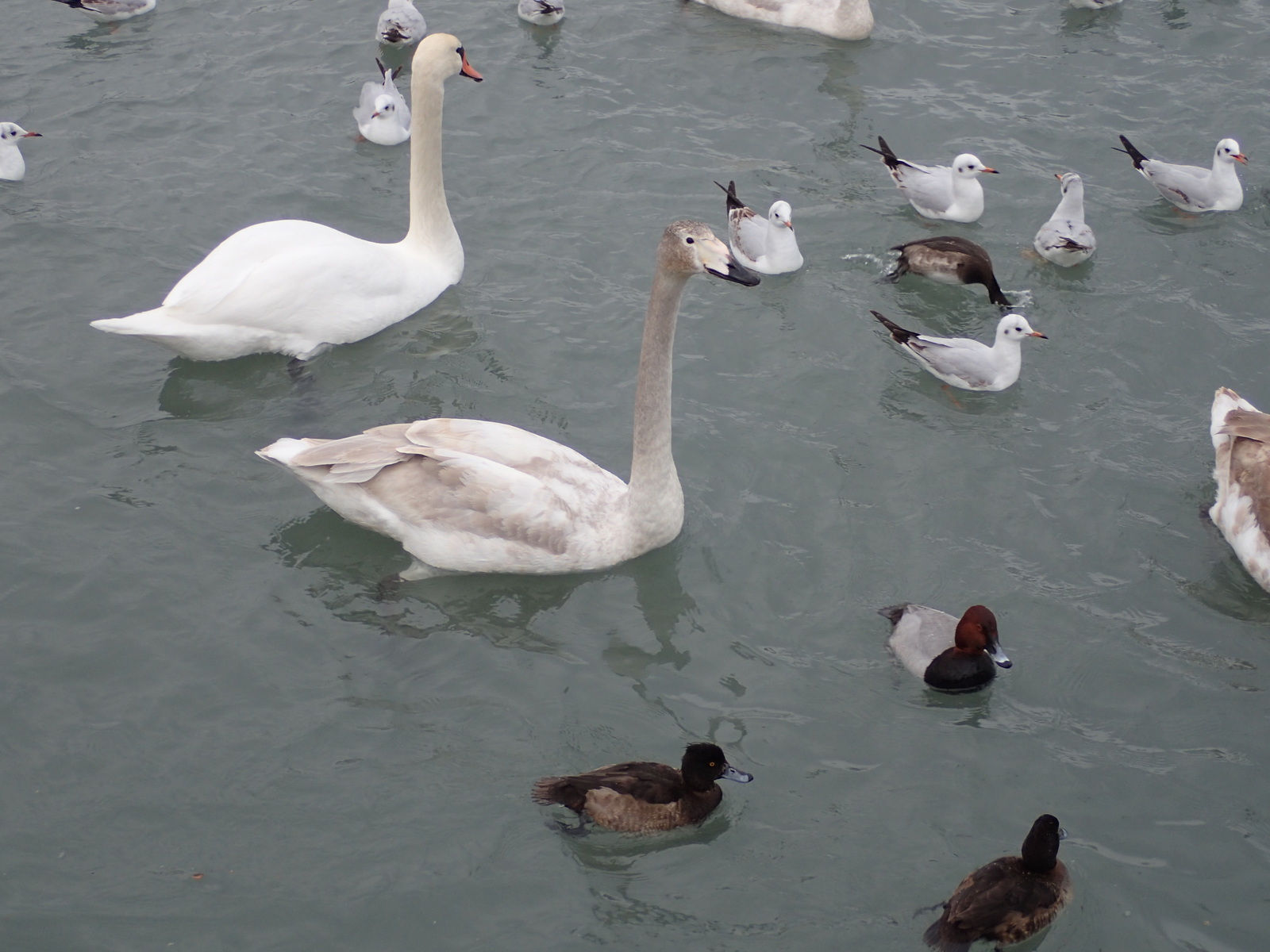 A bit of January Novorossiysk - My, Novorossiysk, January, Sea, Birds, Ship, Russia, Longpost