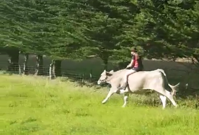 A New Zealand girl taught a cow the tricks of sports riding on a dare - Animals, Cow, Horse racing, Unusual, Longpost