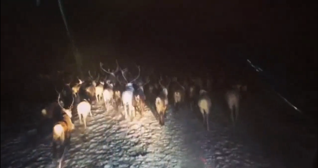 There are also traffic jams in the tundra - Yakutia, Tundra, Traffic jams, Deer, Fools and roads, Video, Deer