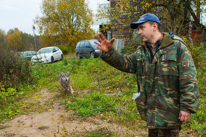 Белорус содержит волков на своем подворье - Волк, Экотуризм, Длиннопост