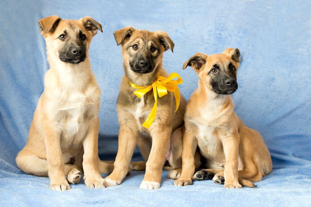 TWO CHARMING PUPPIES (BOY AND GIRL) IN GOOD HANDS! - My, , , Dog, In good hands, Puppies, , , Longpost