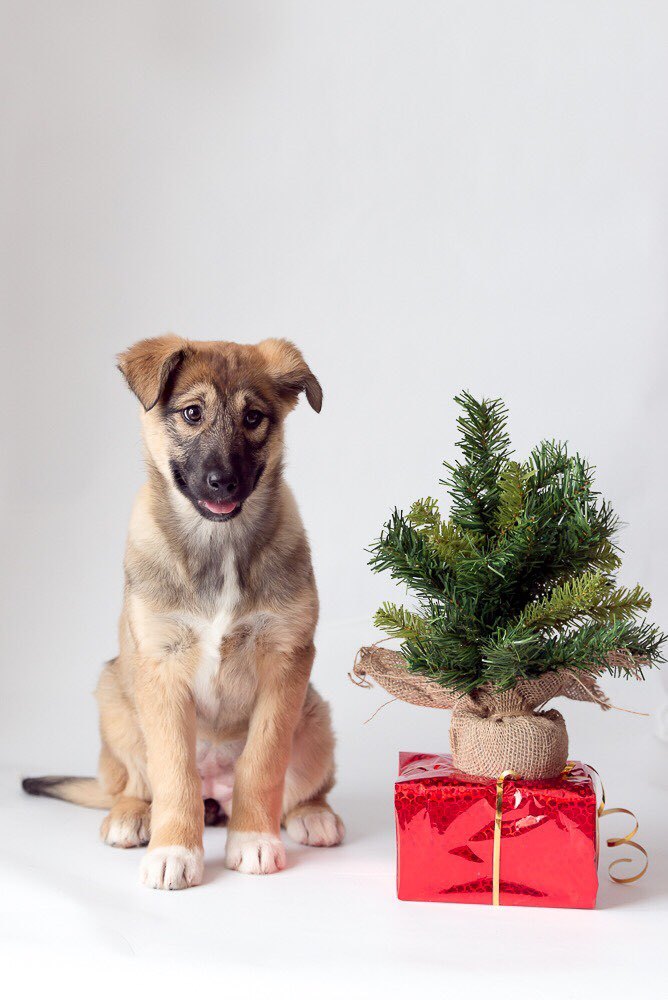 TWO CHARMING PUPPIES (BOY AND GIRL) IN GOOD HANDS! - My, , , Dog, In good hands, Puppies, , , Longpost