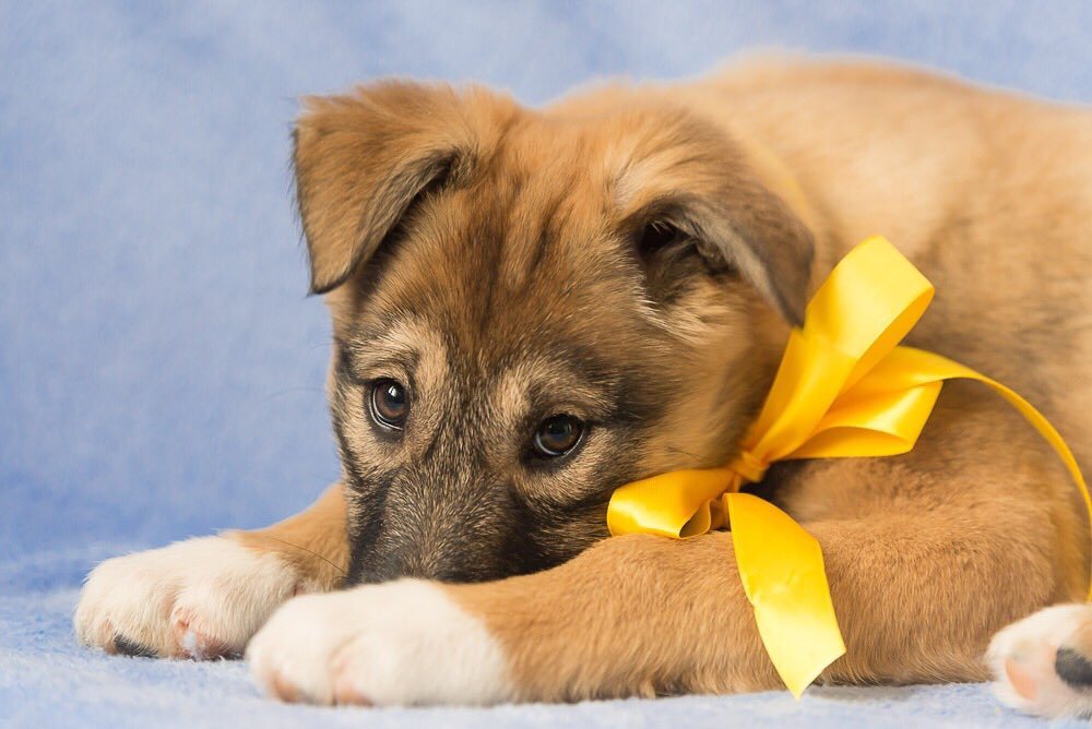 TWO CHARMING PUPPIES (BOY AND GIRL) IN GOOD HANDS! - My, , , Dog, In good hands, Puppies, , , Longpost