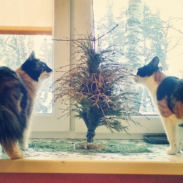 New year is over - My, New Year, Christmas trees, cat