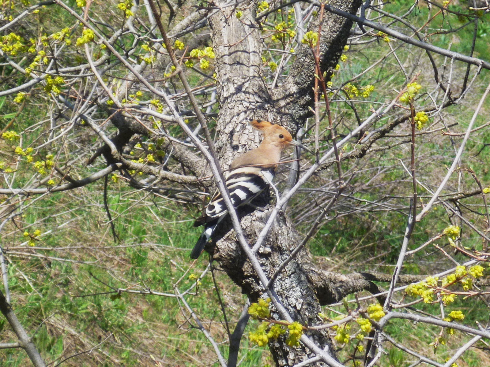 Spring is coming soon... - My, The mountains, Spring, Nature, Hoopoe, Macro photography, Ants, Longpost