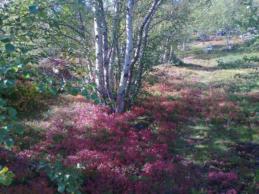 a little bit of summer - My, Murmansk region, Summer, Hills, Longpost