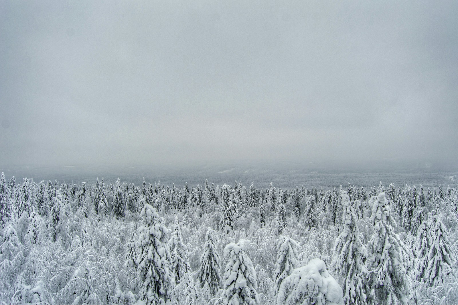 The forests of the Perm Territory are beautiful - My, Forest, Nature, Winter