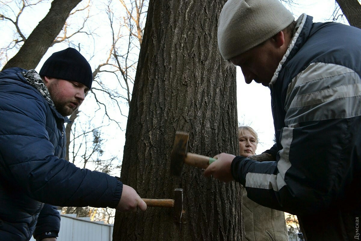 Спасшегося дерева. Шипование деревьев. Спасение деревьев. Парк для спасения деревьев. Активисты за спасение деревьев.