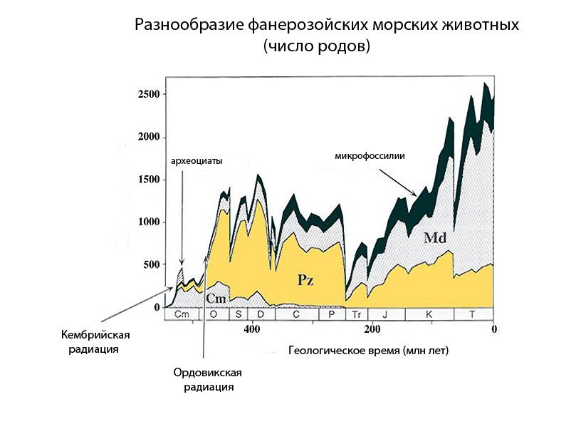 Great Ordovician Radiation - My, Ordovician, Interesting, Paleontology, , Longpost