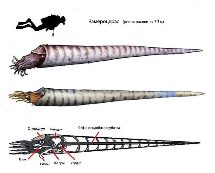 Great Ordovician Radiation - My, Ordovician, Interesting, Paleontology, , Longpost