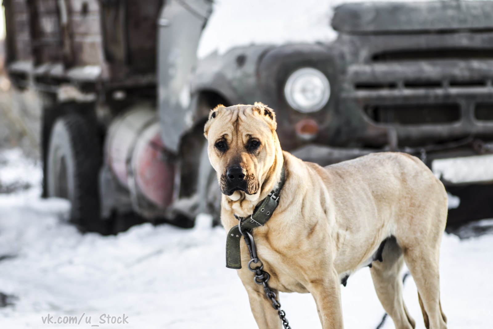 The most guarded dog in the world - My, Dog, Security, Lovers