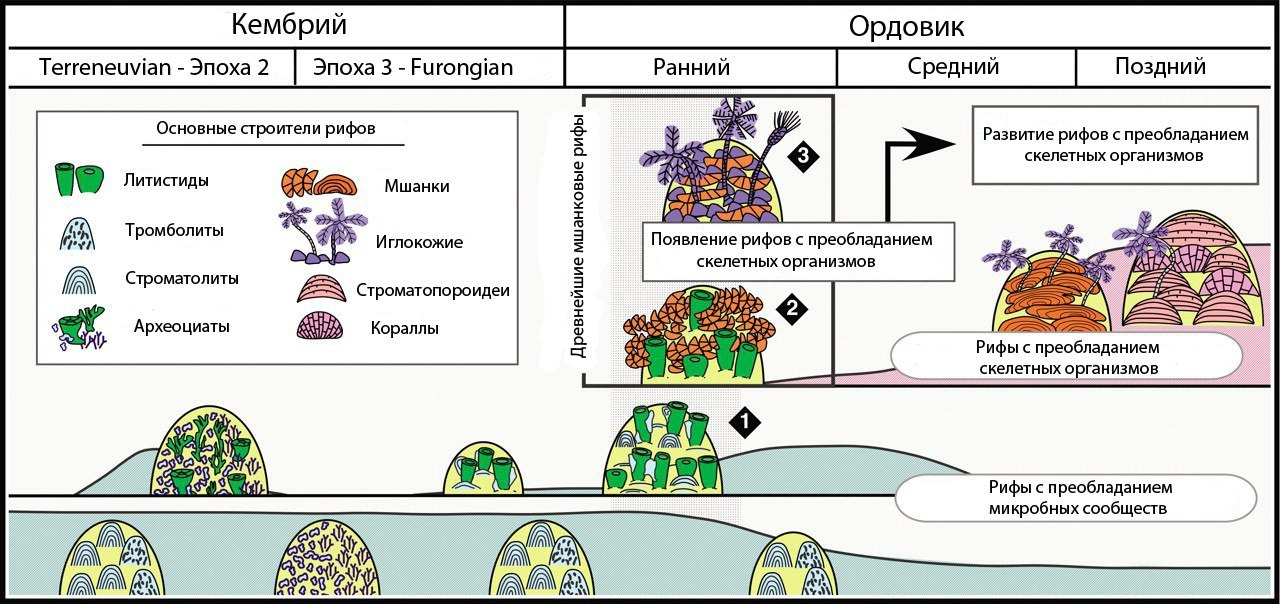 Great Ordovician Radiation - My, Ordovician, Interesting, Paleontology, , Longpost