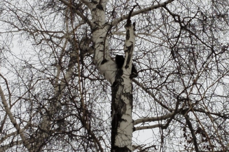 Kotovsk firefighters removed a cat from a tree using a 30-meter ladder - cat, Birch, Tree, Firefighters, The rescue, Kotovsk, Tambov, Longpost