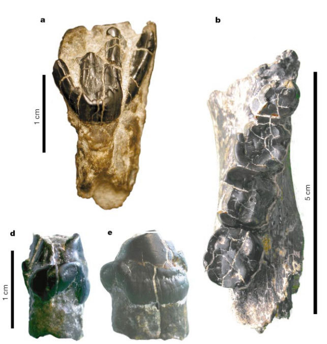 Our Lineage: Hominid (Part 1) - Anthropogenesis, Primates, Hominids, Sahelanthrop, Orrorin, , , Video, Longpost