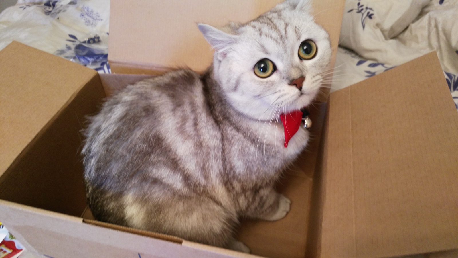 Here comes my gift - My, New Year's gift exchange, cat, New Year, Longpost, Secret Santa