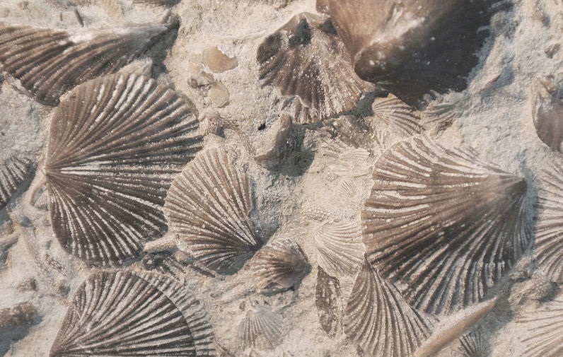 Brachiopods - My, Brachiopods, Paleontology, Biology, Animals, Seashells, Longpost