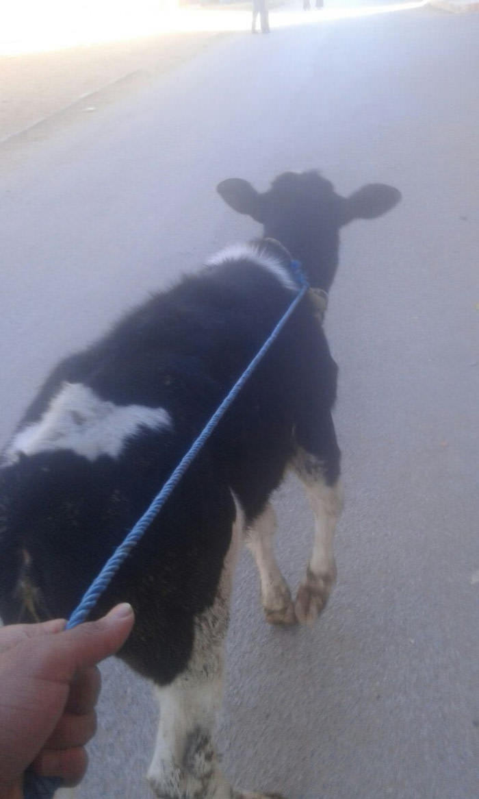 Walking my dog - Photo, Cow, Bull