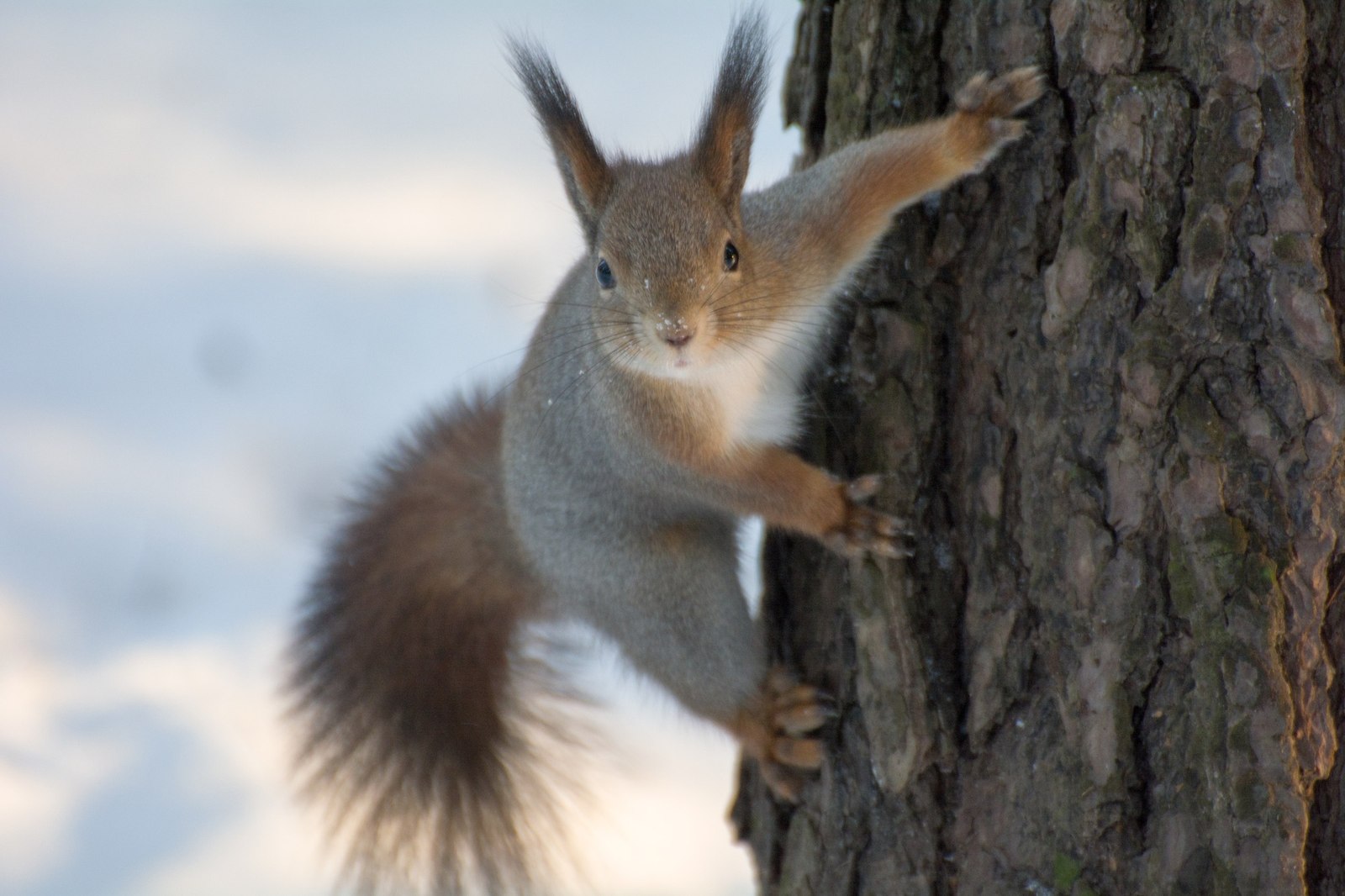 Did you bring nuts? - My, Squirrel, Animals, Photo