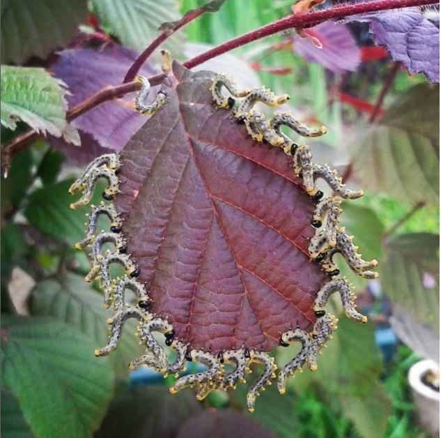 Once upon a hazel... - My, Hazel, Insects, Caterpillar