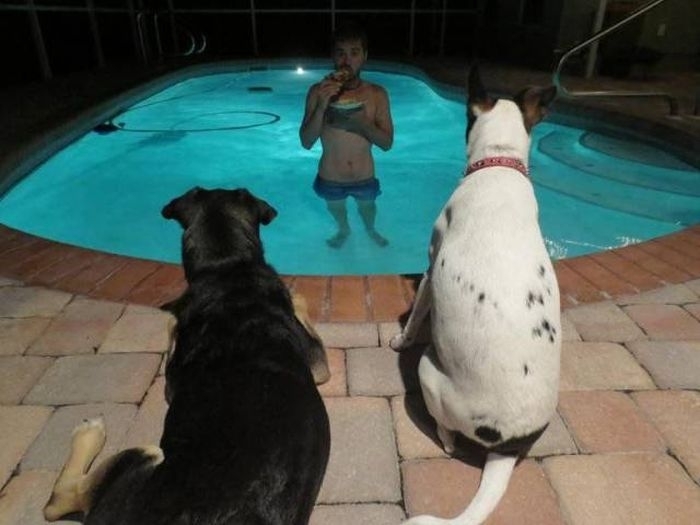 My dogs wouldn't let me eat properly. - Dog, Master, Food, Swimming pool