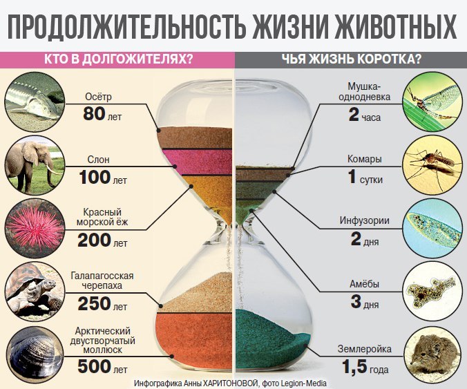 Для тех кому не хватает времени и для тех у кого его много - Интересное, Животные, Жизнь