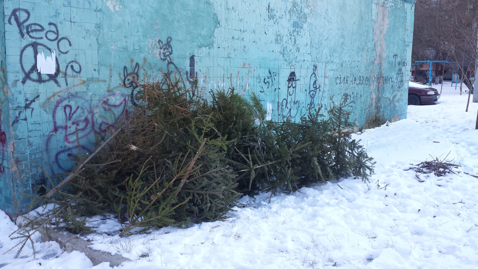 Cemetery of domestic Christmas trees ... - My, Winter, Herd instinct, End