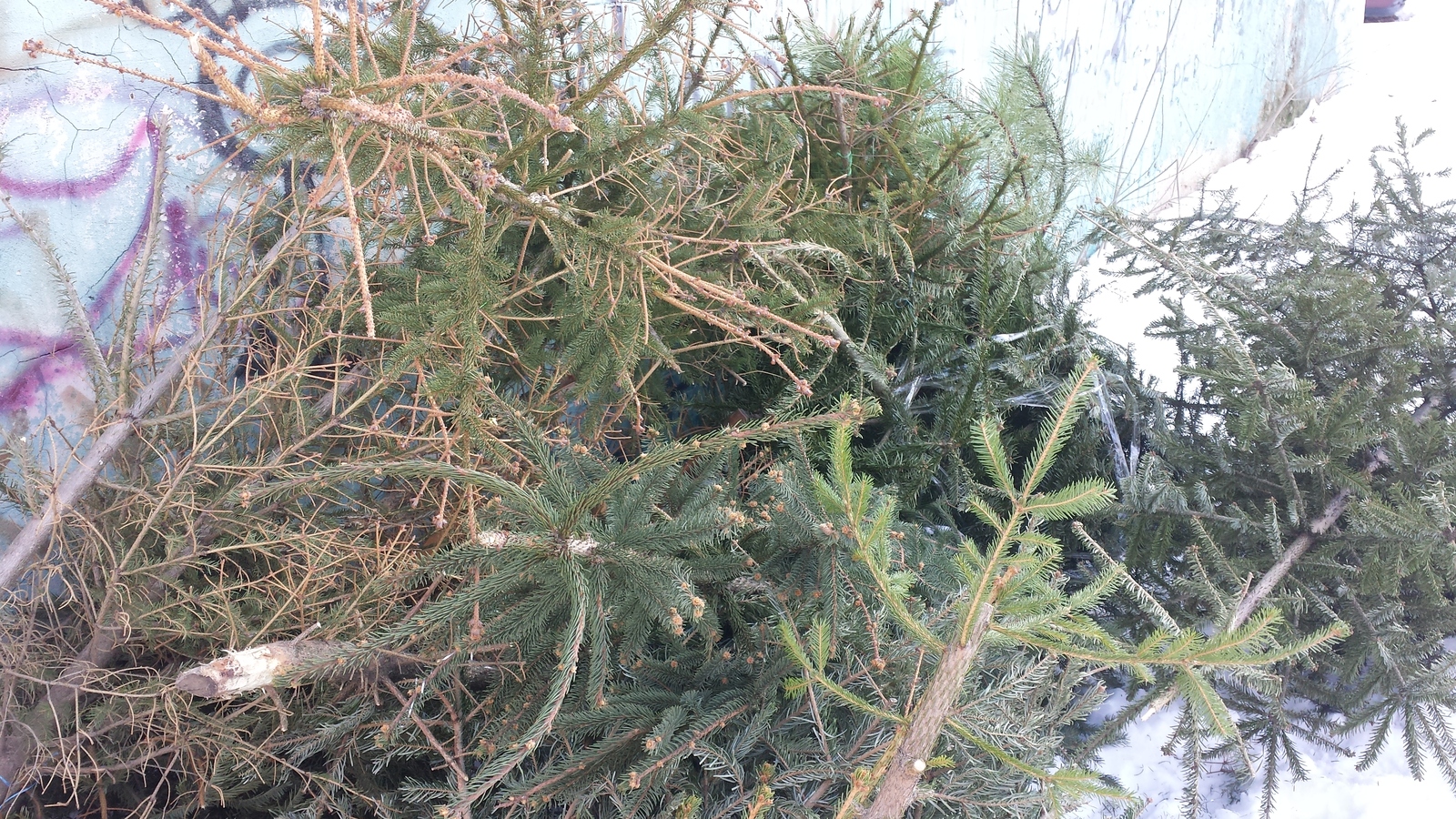 Cemetery of domestic Christmas trees ... - My, Winter, Herd instinct, End