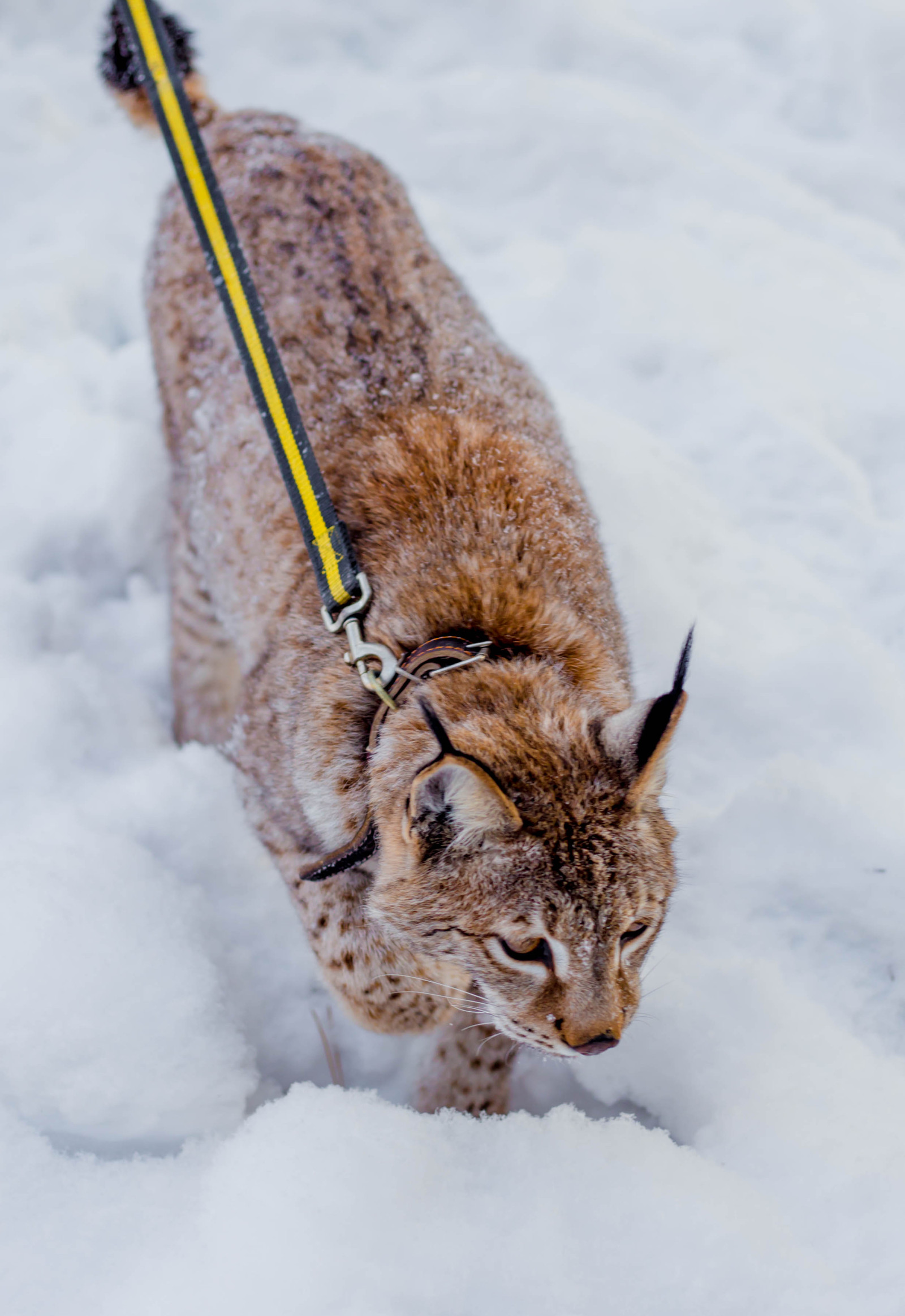 LYNX JASPER at a photo shoot. - My, PHOTOSESSION, Girl, Children, Snow, Lynx, Longpost