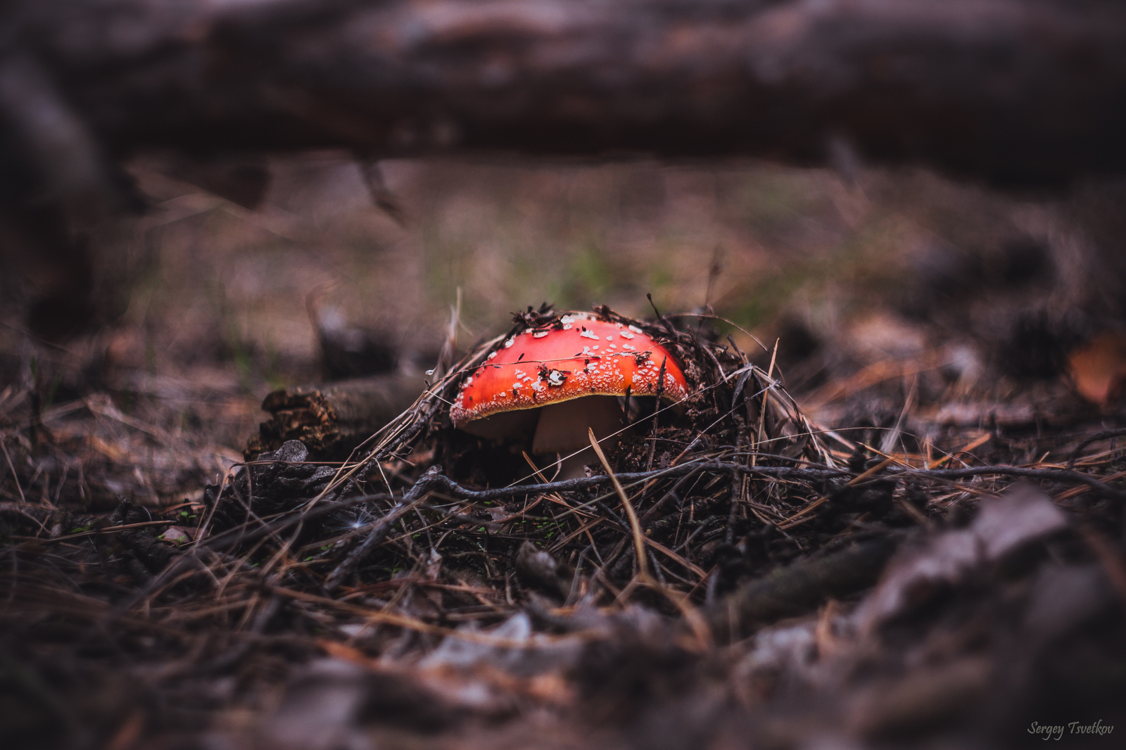 In forests - My, My, Nature, Russia, Forest, Mushrooms, Photo, Longpost