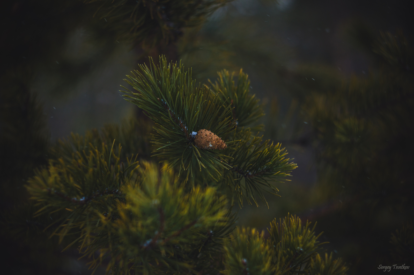 In forests - My, My, Nature, Russia, Forest, Mushrooms, Photo, Longpost