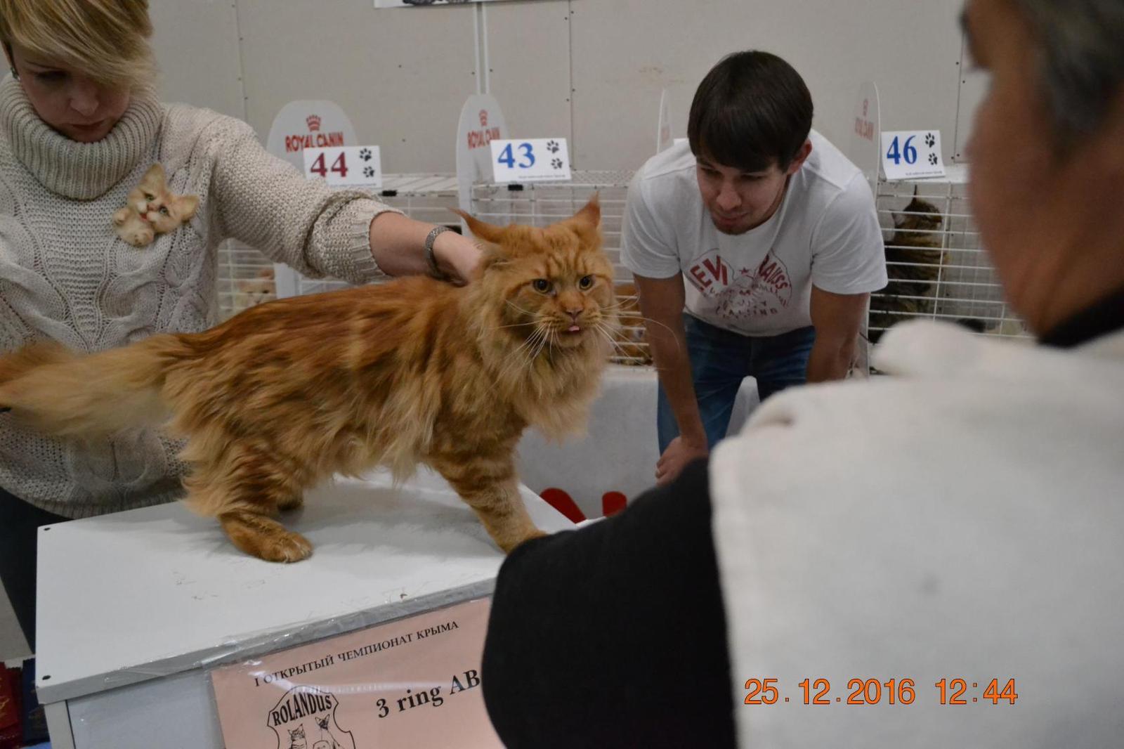 The first exhibition of my handsome Maine Coon))) and immediately victory)) - My, My, Maine Coon, Champion, Longpost