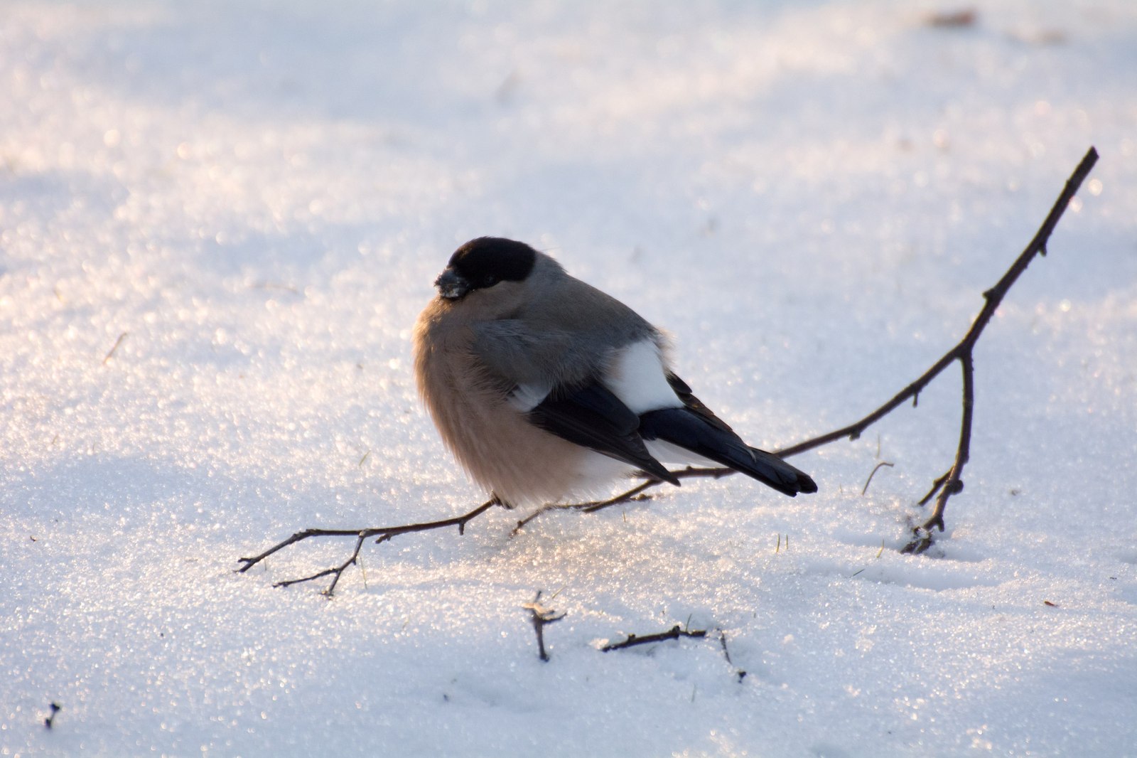 Снегирь Фото Птицы Самка