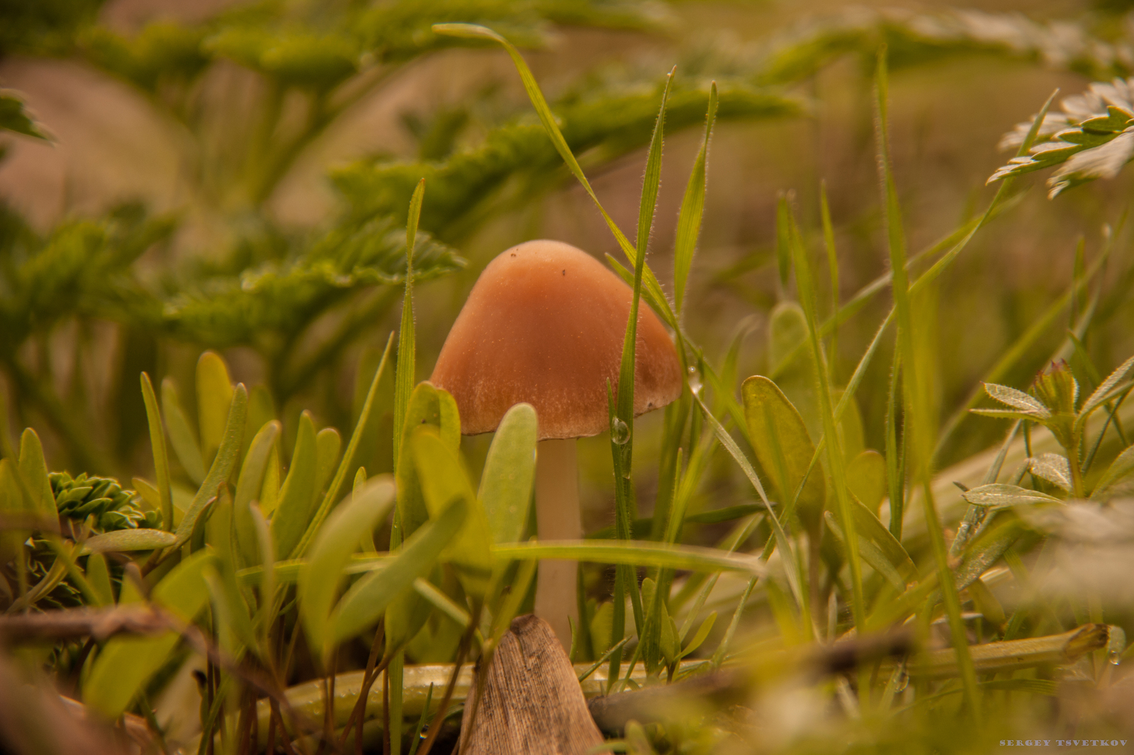 In forests - My, My, Nature, Russia, Forest, Mushrooms, Photo, Longpost