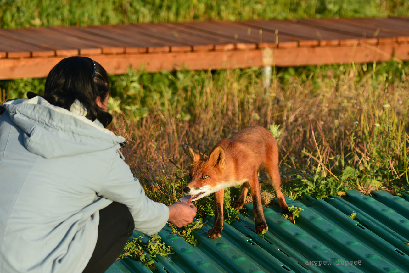 Fox from our cordon - Fox, Kamchatka, Cordon, , Longpost
