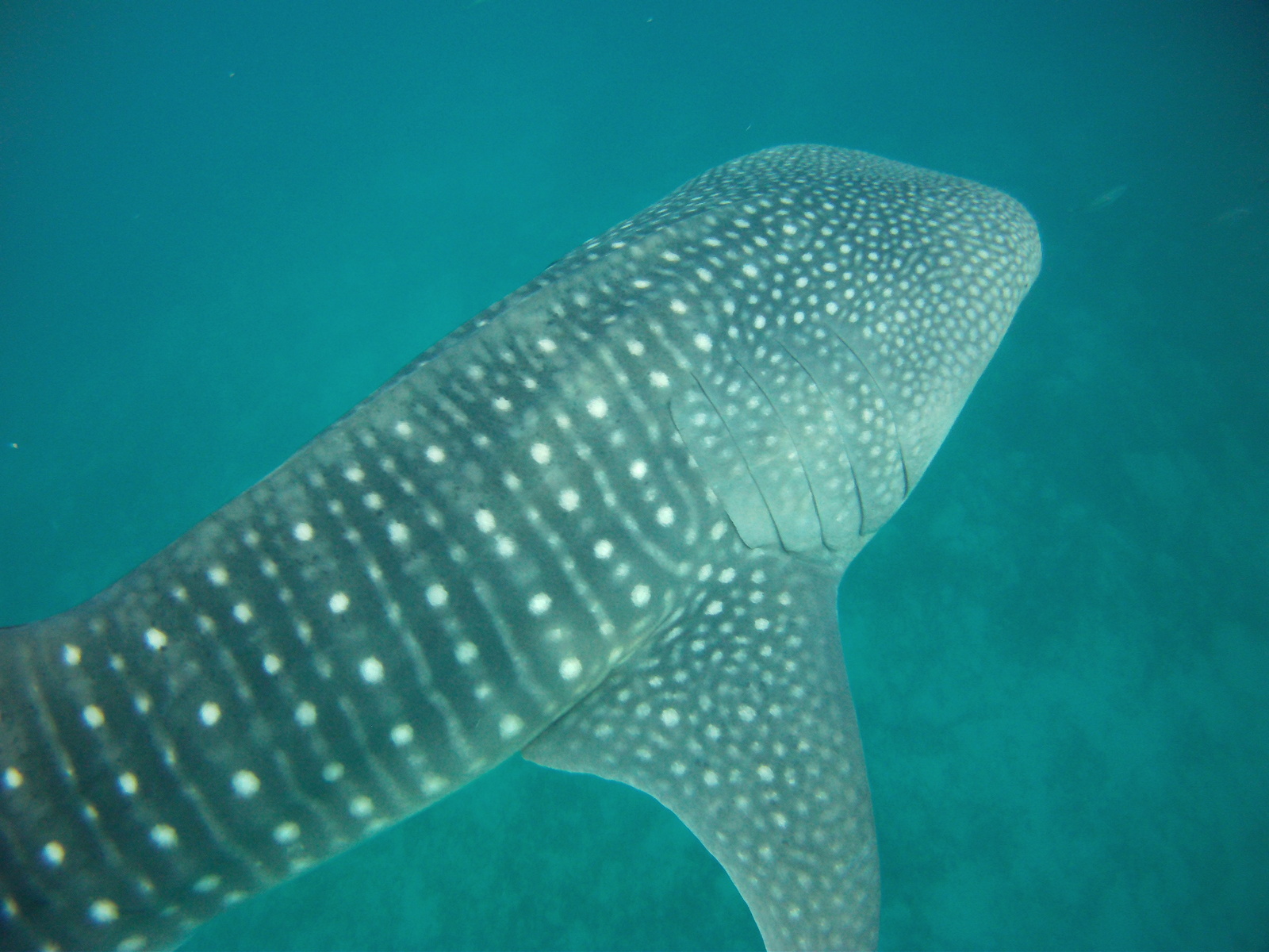 Philippines. - My, Shark, Whale shark, Philippines, Vacation, Longpost