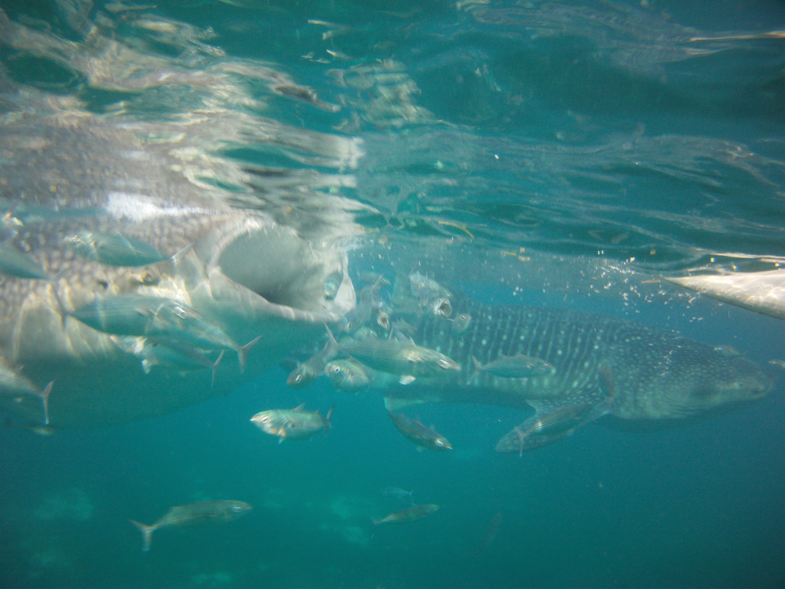 Philippines. - My, Shark, Whale shark, Philippines, Vacation, Longpost