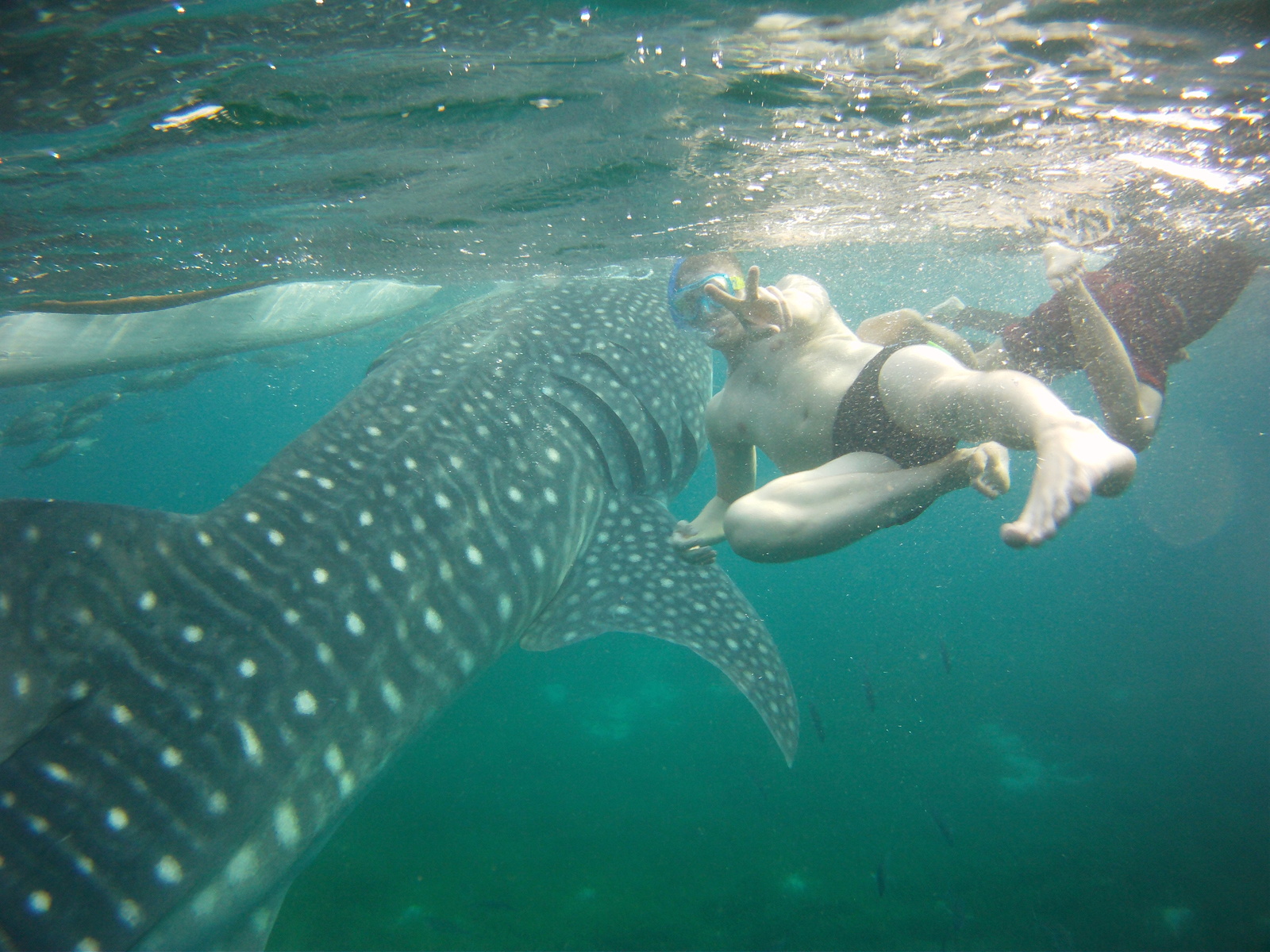 Philippines. - My, Shark, Whale shark, Philippines, Vacation, Longpost