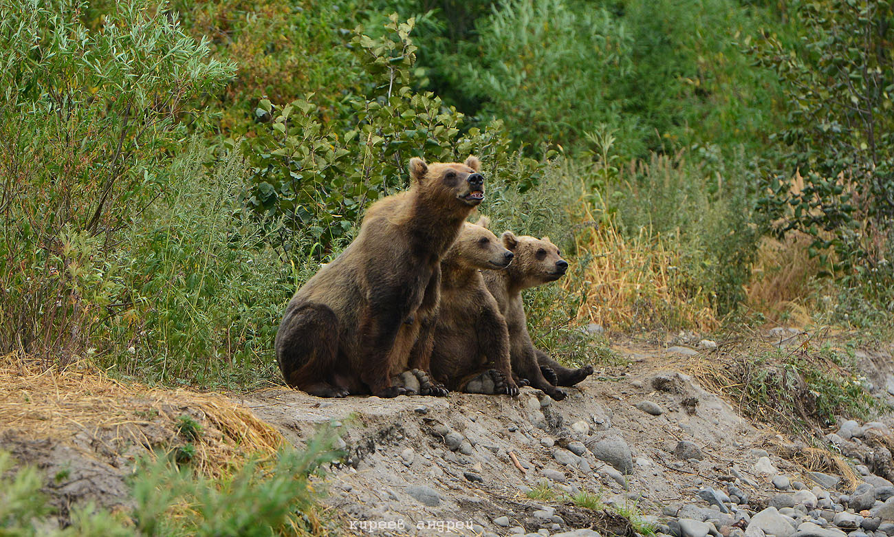 The Bears! - Bear, Kamchatka, , Not mine, Longpost, The Bears
