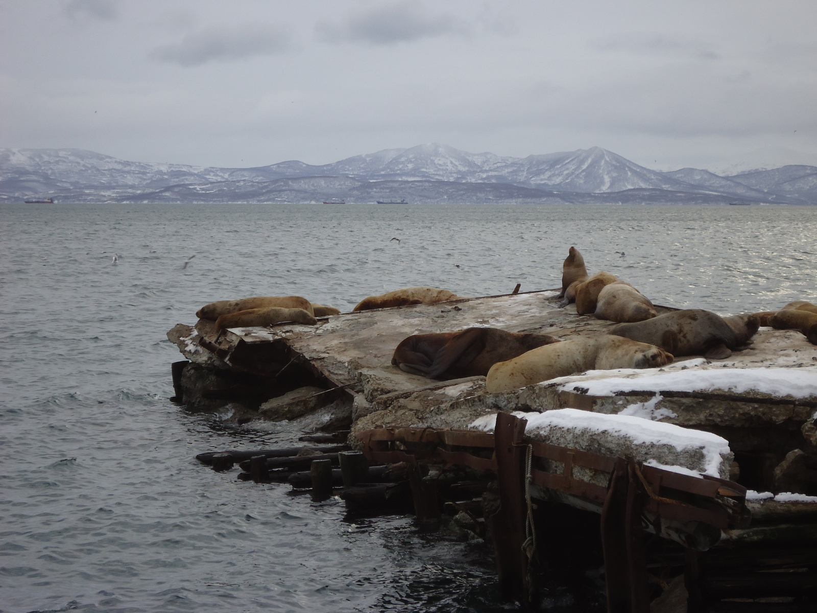 Sea lions - Kamchatka, Rookery, Sea lions, Longpost