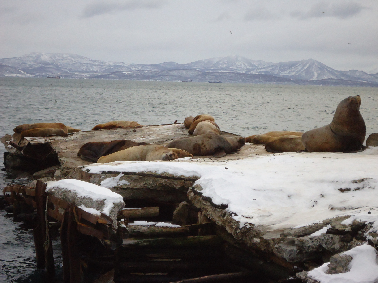 Sea lions - Kamchatka, Rookery, Sea lions, Longpost