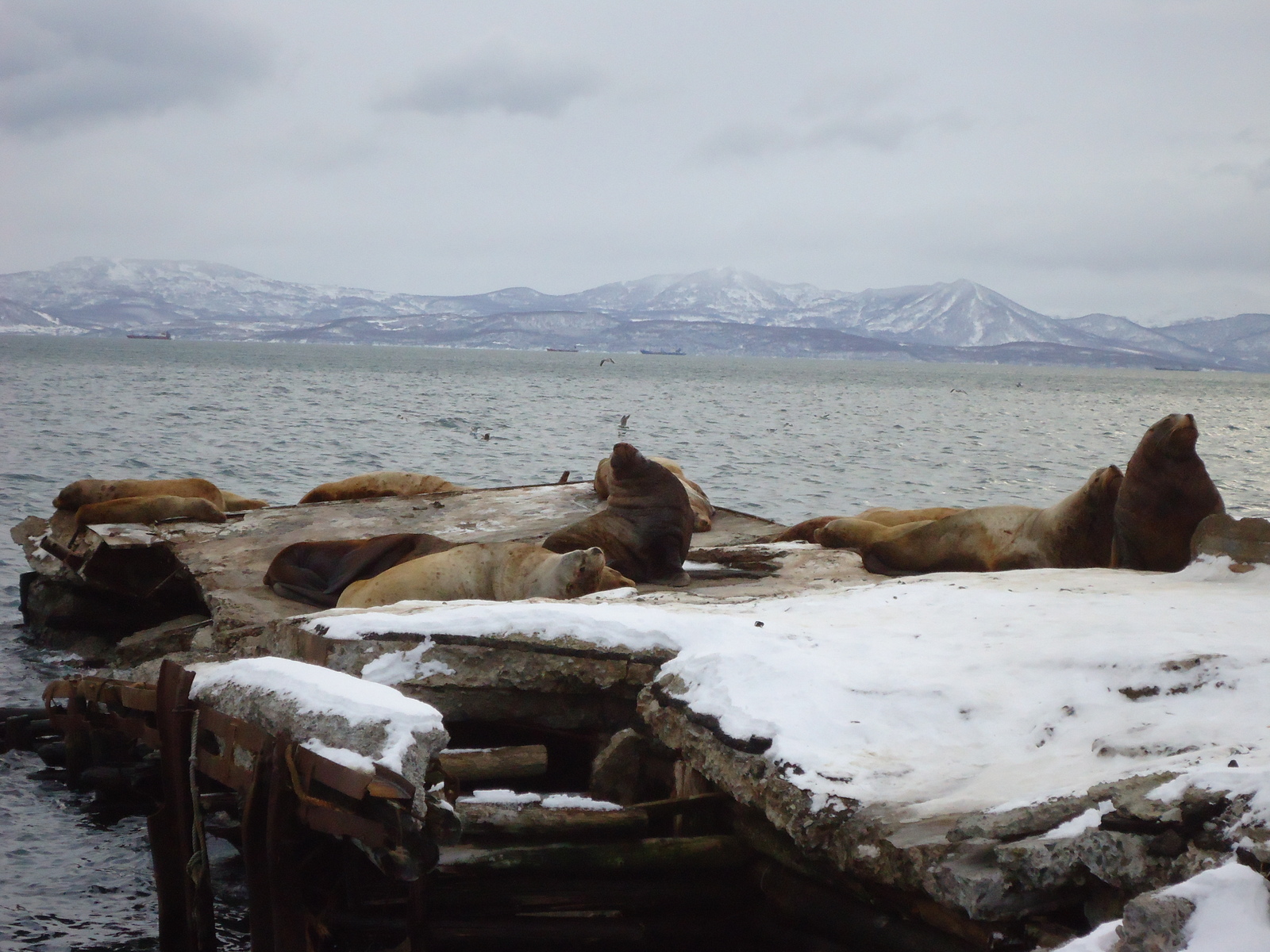 Sea lions - Kamchatka, Rookery, Sea lions, Longpost