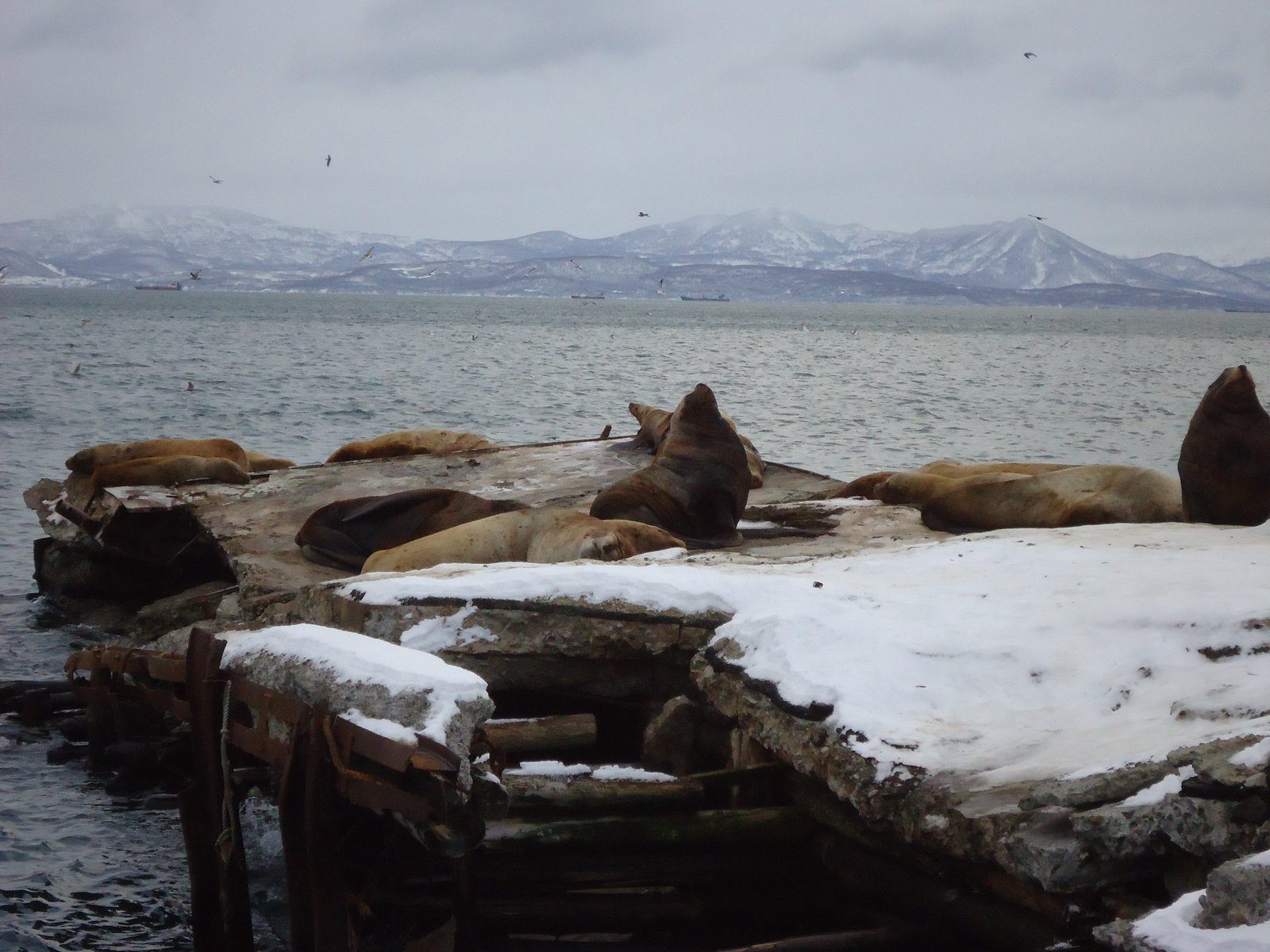 Sea lions - Kamchatka, Rookery, Sea lions, Longpost