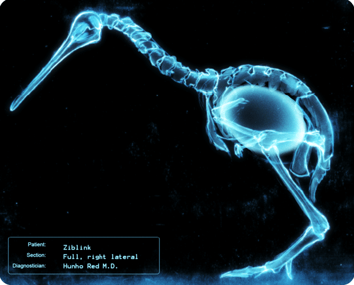 X-ray of a pregnant kiwi - Kiwi, X-ray, Eggs, Pregnancy